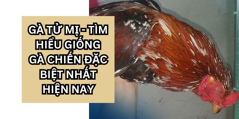 Top 5 giống gà tử mị phổ biến