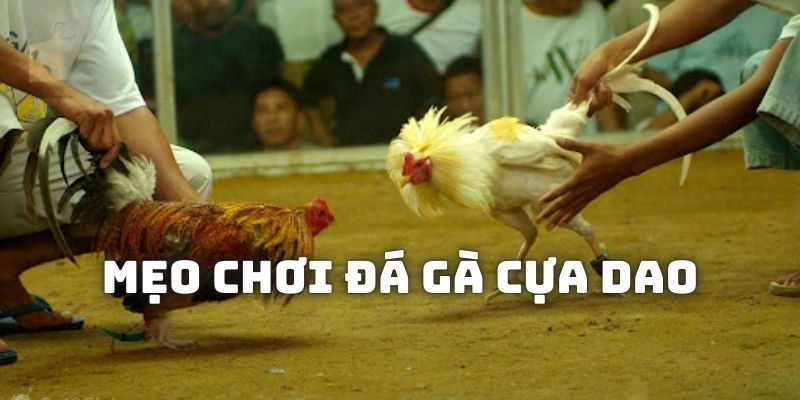 Chia sẻ mẹo chơi đá gà cựa dao chuẩn cao thủ