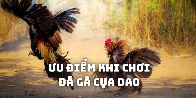 Ưu điểm khi tham gia cá độ đá gà cựa dao